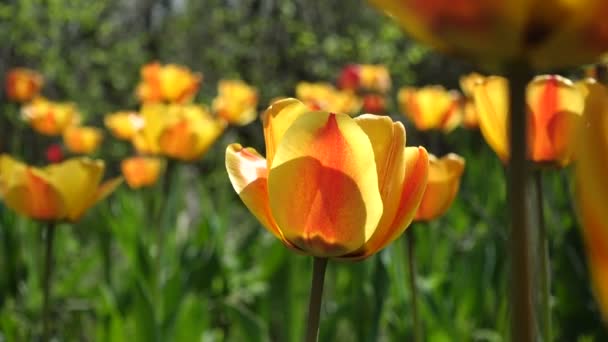 Дикие Растущие Тюльпаны Растут Старом Весеннем Саду Солнечный Весенний День — стоковое видео