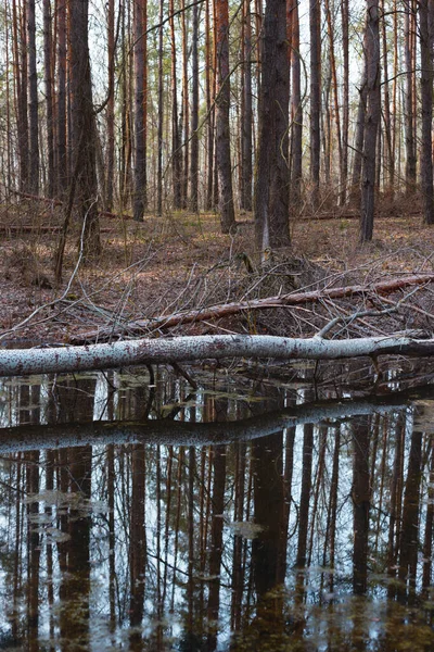 Pequeno Lago Floresta Com Reflexão Estado Selvagem — Fotografia de Stock