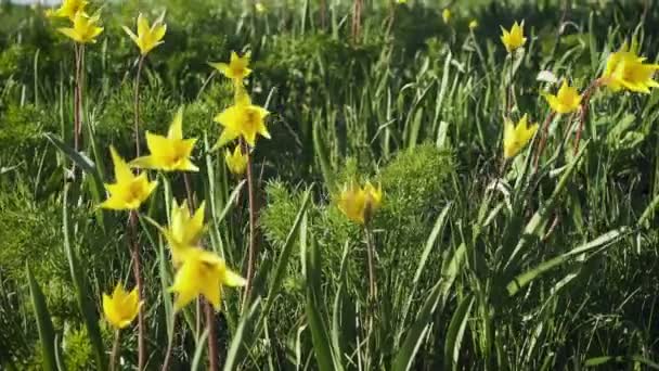 Kwitnące Żółte Dzikie Tulipany Rosnące Leśnym Trawniku Wietrzny Wiosenny Dzień — Wideo stockowe