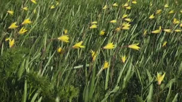 Tulipanes Florecientes Silvestres Amarillos Césped Del Bosque Día Ventoso Primavera — Vídeos de Stock