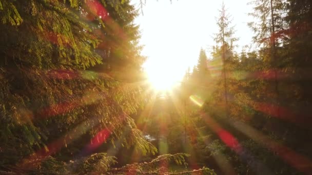 松林の中に太陽の光が差し込む — ストック動画