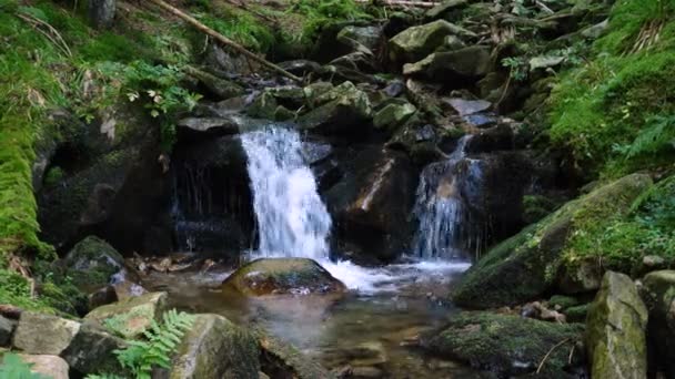 Hermoso Arroyo Montaña Fluye Sobre Rocas Con Musgo Bosque Sombreado — Vídeos de Stock