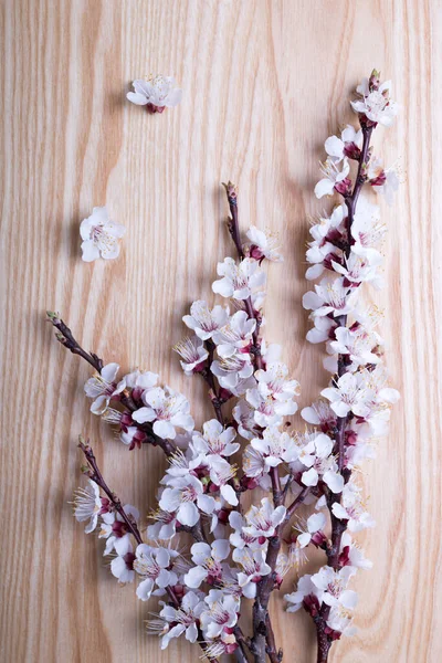 Branches Abricot Fleurs Sur Fond Bois Fond Floral Printemps Est — Photo