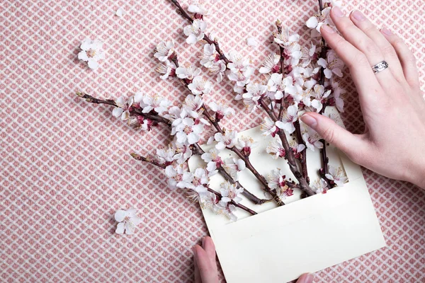 Brins Abricot Fleurs Dans Une Enveloppe Les Mains Femme Fond — Photo