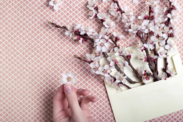 Brins Abricot Fleurs Dans Une Enveloppe Les Mains Femme Fond — Photo