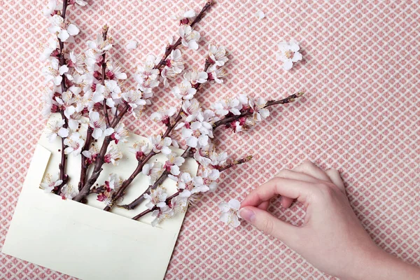 Brins Abricot Fleurs Dans Une Enveloppe Les Mains Femme Fond — Photo