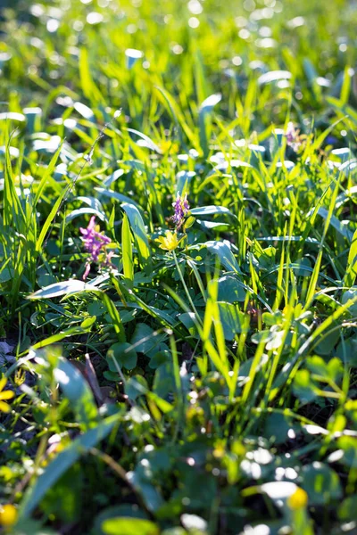 Natuurlijke Achtergrond Vers Groen Gras Lente Bos Bloemen Meado — Stockfoto