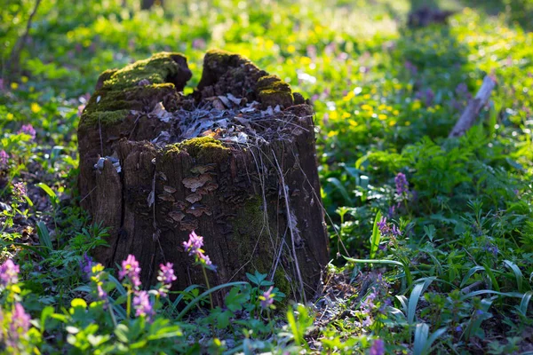 Old Stump Spring Fores — Stock Photo, Image