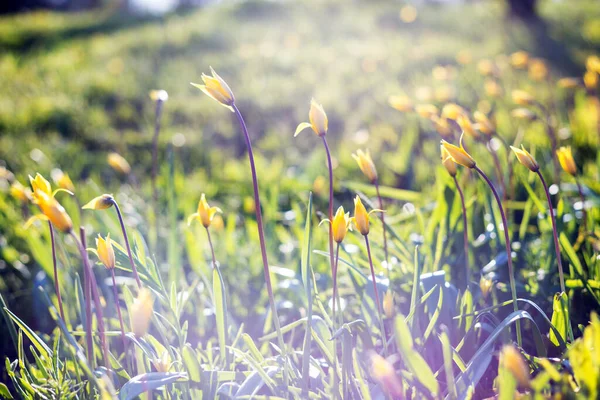 Gün Batımındaki Çayırda Güzel Sarı Laleler Tulipa Quercetoru — Stok fotoğraf