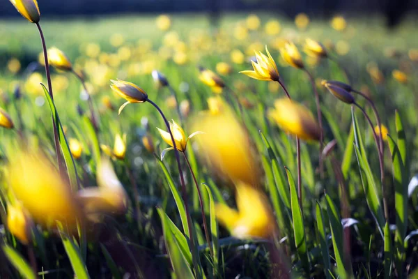 落日下 草地上美丽的野生黄色郁金香 Tulipa Quercetoru — 图库照片