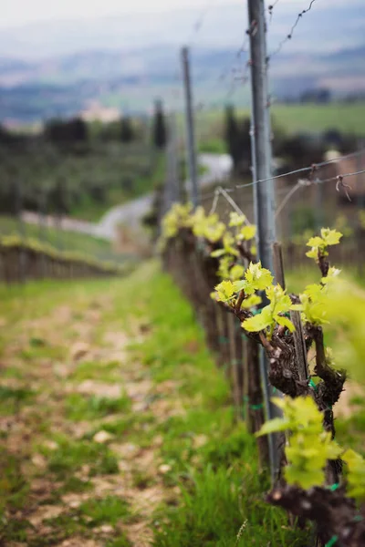Виноградники Холмах Тосканы Весной Крупным Планом Итал — стоковое фото
