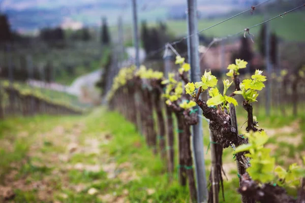 春の終わりにトスカーナの丘のブドウ畑 イタリア — ストック写真