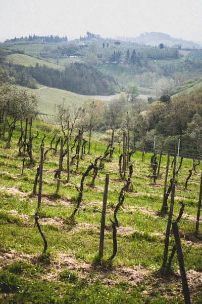 Vista Del Viñedo Toscana Con Los Cipreses Fondo —  Fotos de Stock