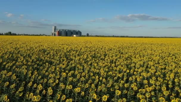 Moderne Graan Silo Lift Het Gebied Van Bloeiende Zonnebloemen Luchtfoto — Stockvideo