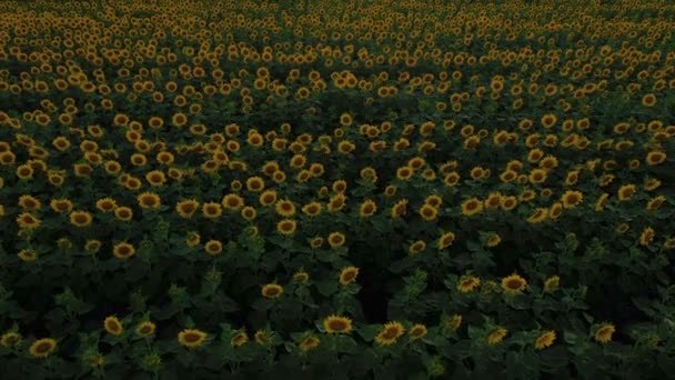 Sonnenblumenfeld Abend Zum Zeitpunkt Der Blüte Luftaufnahme — Stockvideo