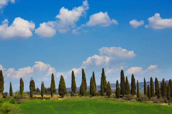 Paisagem Tuscany Com Cipreste Beco Dia Ensolarado — Fotografia de Stock