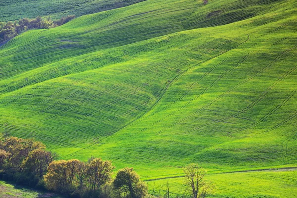 Zelené Vlny Typická Toskánská Krajina Výhled Kopec Zelená Pole Slunečného — Stock fotografie