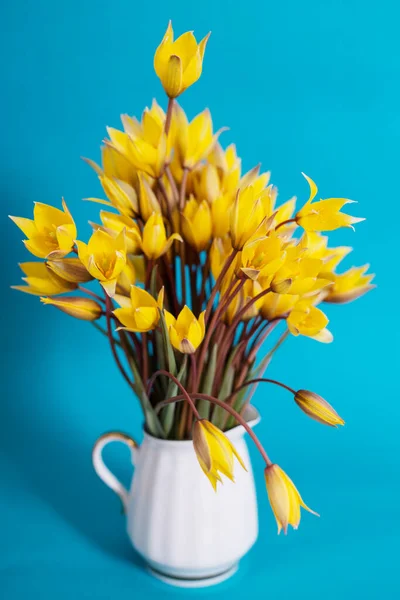 Zátiší Krásné Divoké Žluté Tulipány Vinobraní Vázy Modrém Pozadí — Stock fotografie