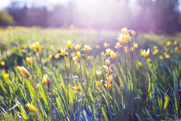 落日下 草地上美丽的野生黄色郁金香 Tulipa Quercetoru — 图库照片