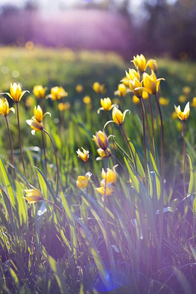 Vackra Vilda Gula Tulpaner Ängen Solnedgången Tulipa Quercetoru — Stockfoto