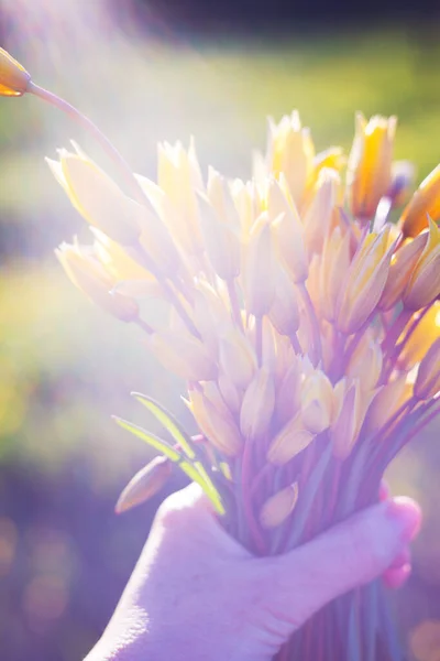 Estado Ánimo Primaveral Sensación Libertad Chica Sosteniendo Ramo Tulipán Salvaje — Foto de Stock