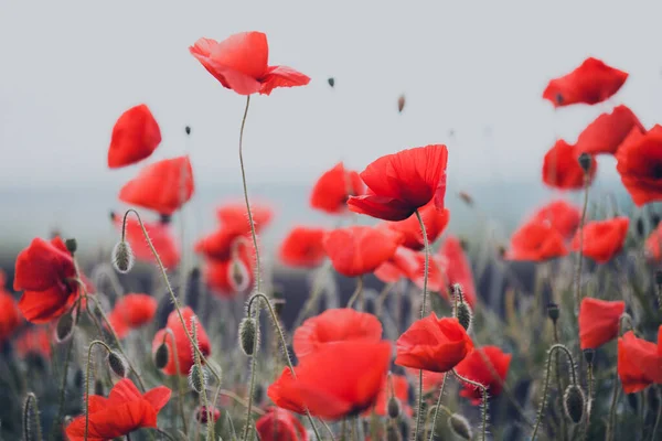 Pozadí Krásného Červeného Máku Provence Francie Poste — Stock fotografie