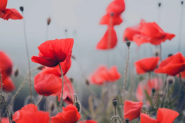 Pozadí Krásného Červeného Máku Provence Francie Poste — Stock fotografie