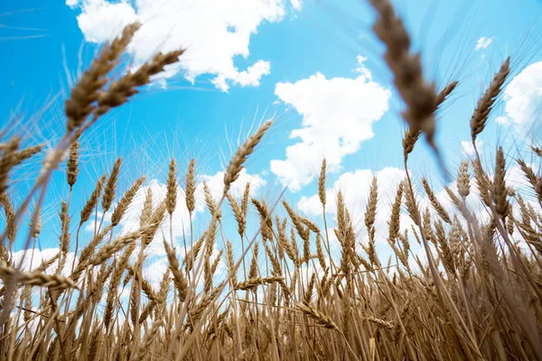 View Wheat Field Blue — Stock Photo, Image