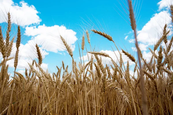 Вид Пшеничне Поле Блакитну Шкіру — стокове фото