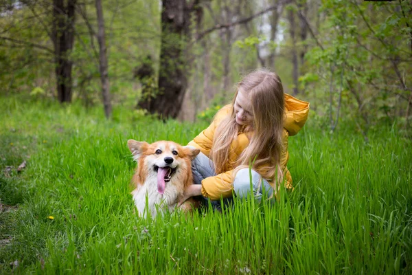 小さな女の子とともにCorgi Dog歩く屋外で日当たりの良い春Da — ストック写真