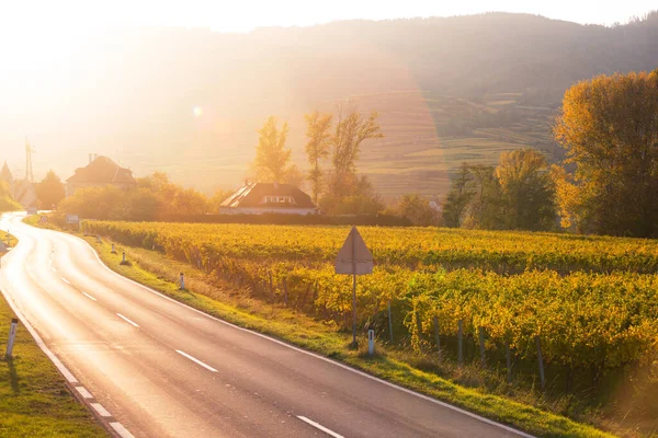 Bergweg Weg Door Wijngaarden Bij Zonsondergang Wachau Valle — Stockfoto