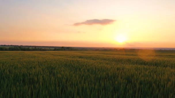 Summer Landscape Evening Wheat Field Sunset Time — Stock Video