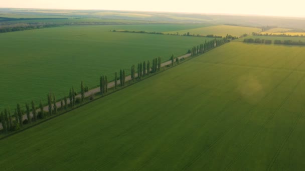 Flygfoto Över Tidiga Sommar Gröna Fält Och Väg Som Går — Stockvideo