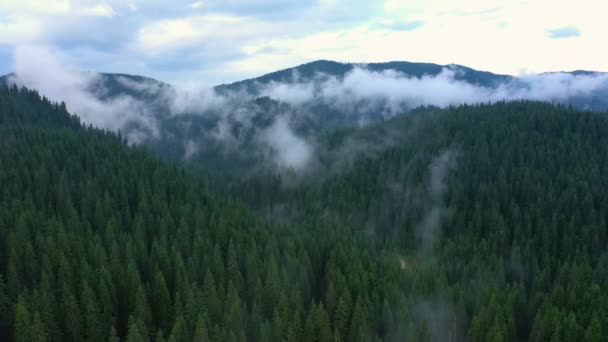 Sobrevolando Hermoso Valle Nublado Bosque Pinos — Vídeo de stock