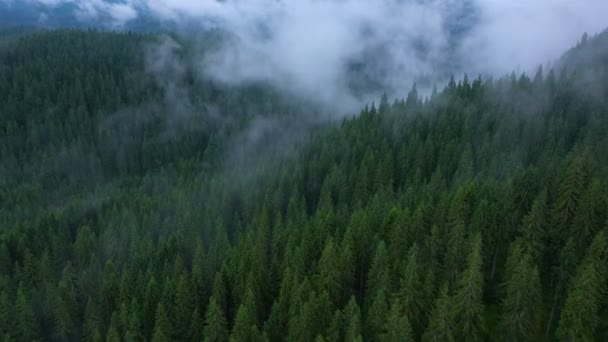 Sobrevolando Hermoso Valle Nublado Bosque Pinos — Vídeos de Stock