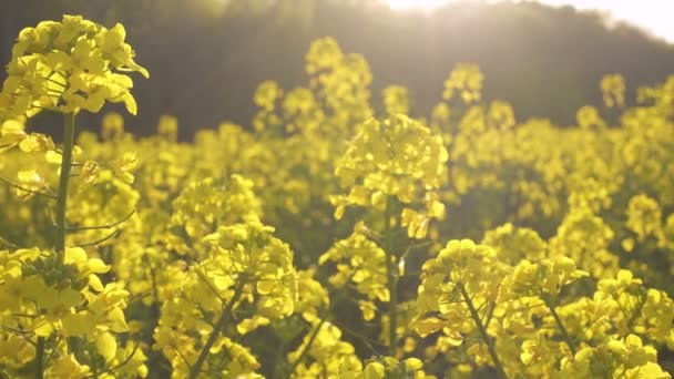Kvetoucí Řepkové Pole Slunečného Dne — Stock video