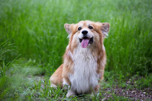 Corgi Puszyste Zbliżenie Portret Outdoo — Zdjęcie stockowe