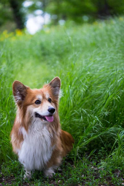 Corgi Bolyhos Közeli Portré Outdoo — Stock Fotó