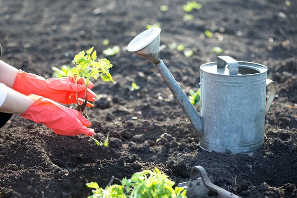 Planting Tomato Seedlings Garden Hands Holding Seedling Watering Can Shovel — Stock Photo, Image