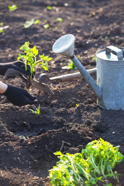 Tomatenzaailingen Planten Tuin Handen Met Een Zaailing Gieter Schep Achtergroun — Stockfoto