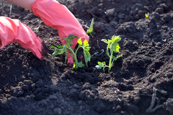 Tomatenzaailingen Planten Tuin Handen Met Een Zaailing Gieter Schep Achtergroun — Stockfoto