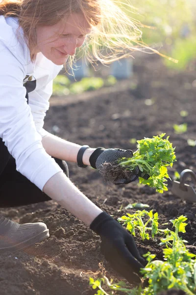 Plantando Mudas Tomate Jardim Mãos Segurando Uma Planta Cultivada Sementes — Fotografia de Stock