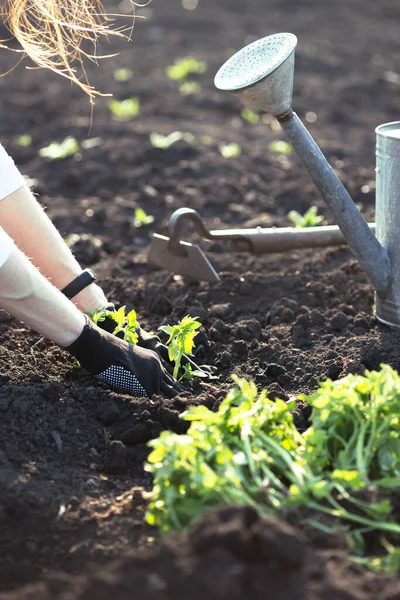 Tomatenzaailingen Planten Tuin Handen Met Een Zaailing Gieter Schep Achtergroun — Stockfoto