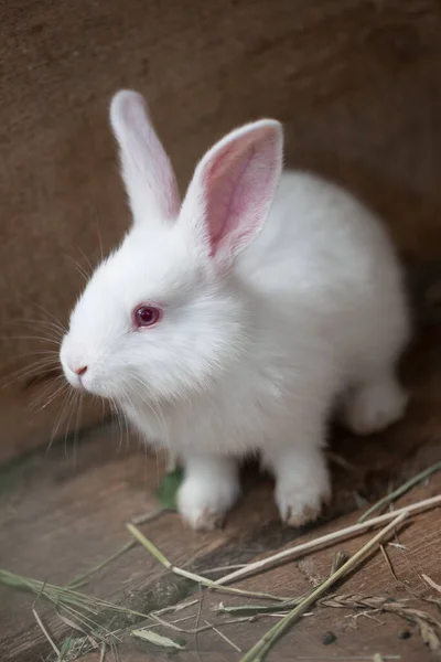 Küçük Güzel Beyaz Bir Tavşan — Stok fotoğraf