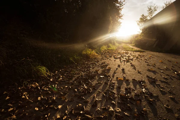 在山上的一个农场里的一个大气的早晨 小街上的树叶和黎明的光芒 — 图库照片