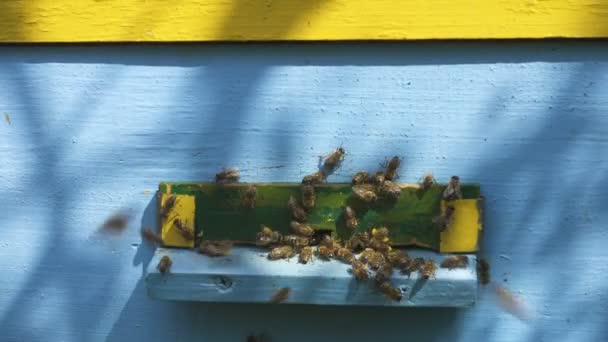 Abejas Volando Dentro Fuera Colmena Vista Cerca — Vídeo de stock