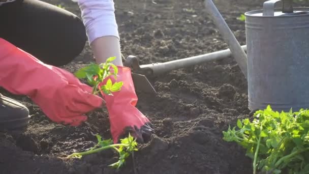 Sadzenie Sadzonek Pomidorów Warzywnych Ogrodzie Ręce Trzymające Sadzonkę Konewkę Łopatę — Wideo stockowe