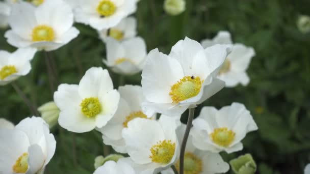 White Japanese Anemones Flowers Growing Garden — Stock Video