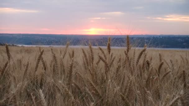 Zomerlandschap Met Avonds Tarweveld Bij Zonsondergang — Stockvideo