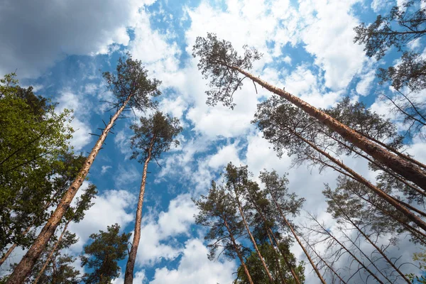 Bela Paisagem Passeios Pela Natureza Bela Floresta Pinheiros Contra Fundo — Fotografia de Stock
